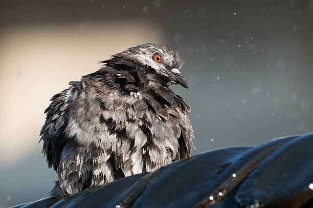 Free download Feral Pigeon Columba Livia -  free photo or picture to be edited with GIMP online image editor