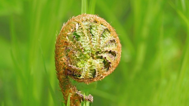 Free download fern bud forest plant wild plant free picture to be edited with GIMP free online image editor