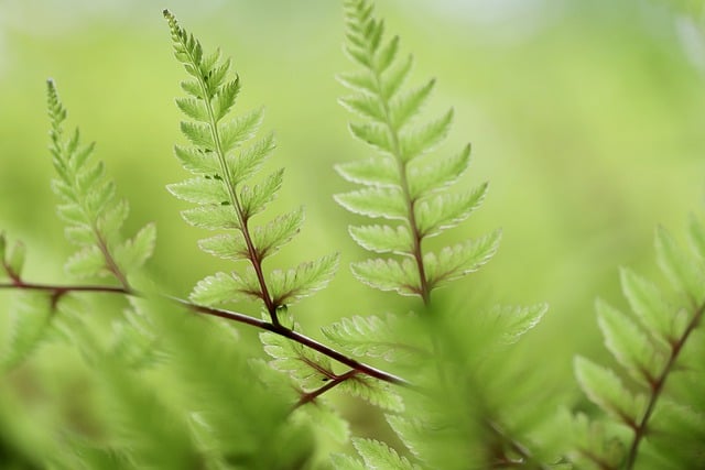 Free download fern fern fronds green growth free picture to be edited with GIMP free online image editor