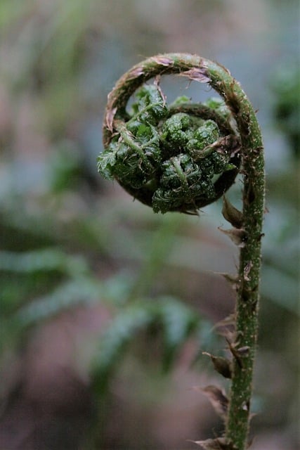 Free download fern fern fronds plants shoot plant free picture to be edited with GIMP free online image editor