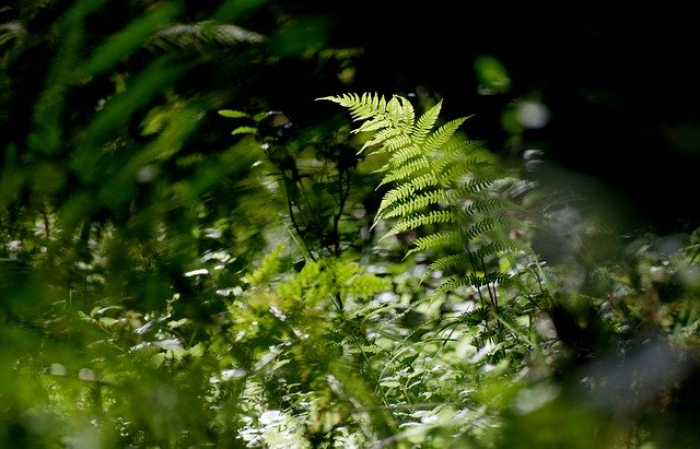 Free download Fern Forest Nature -  free photo or picture to be edited with GIMP online image editor