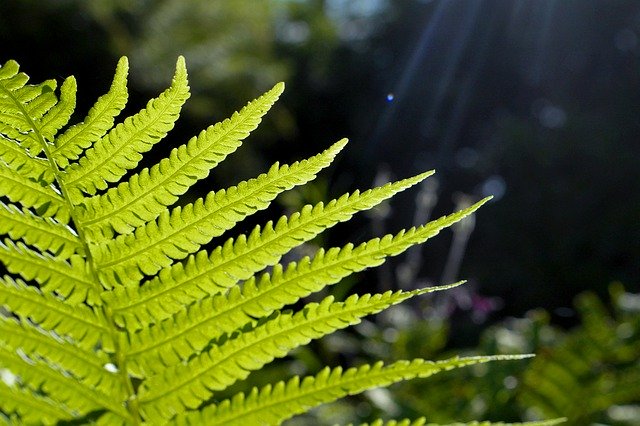 Free download Fern Garden Backlighting -  free photo or picture to be edited with GIMP online image editor