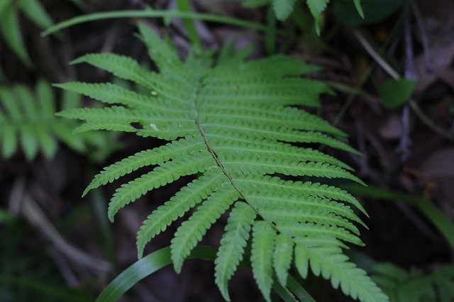 Free download Fern Grass Tree The Leaves -  free photo or picture to be edited with GIMP online image editor