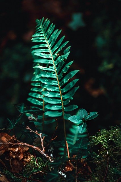 Free download Fern Green Nature -  free photo or picture to be edited with GIMP online image editor