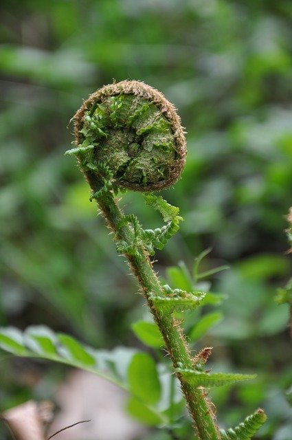 Free download Fern Leaf Nature -  free photo or picture to be edited with GIMP online image editor