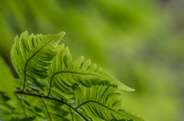 Free download fern leaves plant green foliage free picture to be edited with GIMP free online image editor