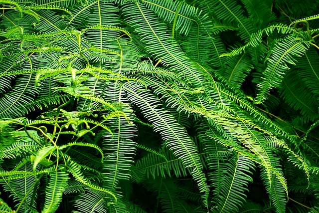 Free download fern leaves tree nature green free picture to be edited with GIMP free online image editor