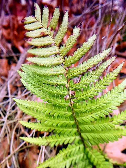 Free download Fern Nature Green -  free photo or picture to be edited with GIMP online image editor