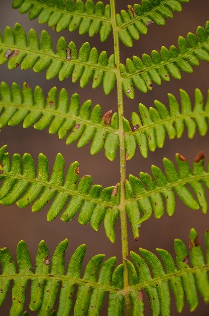 Free download Fern Nature Leaves -  free photo or picture to be edited with GIMP online image editor