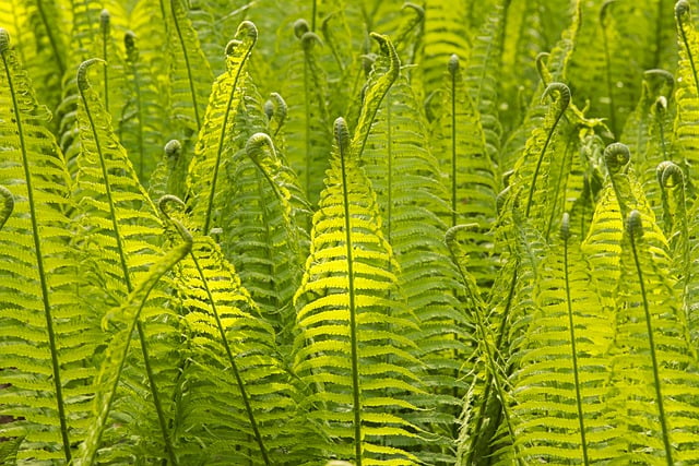 Free download fern nature wald green flora free picture to be edited with GIMP free online image editor