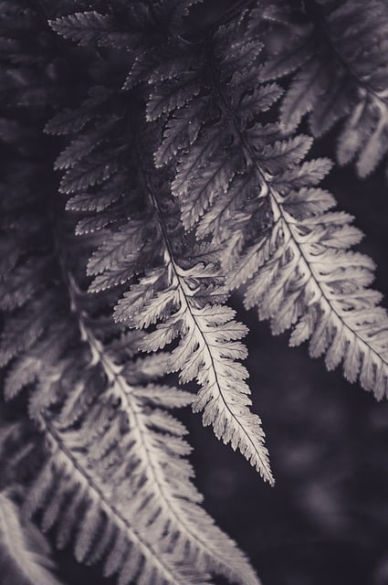 Free download fern plant leaves monochrome free picture to be edited with GIMP free online image editor