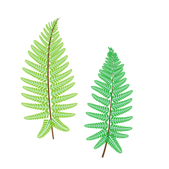 Free download Fern Plant The Leaves -  free illustration to be edited with GIMP free online image editor