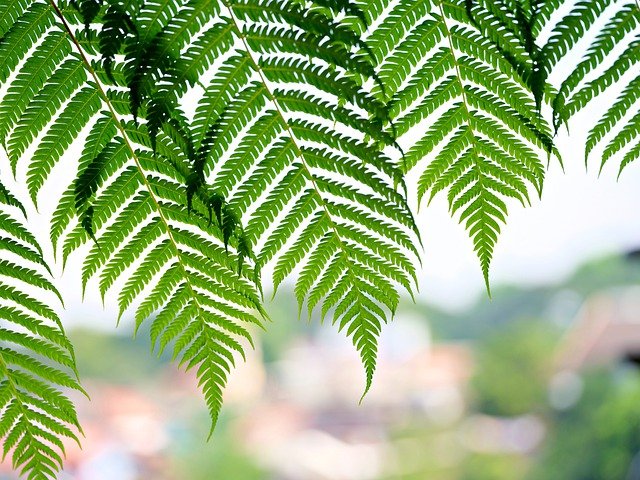 Free download ferns fronds leaves foliage green free picture to be edited with GIMP free online image editor