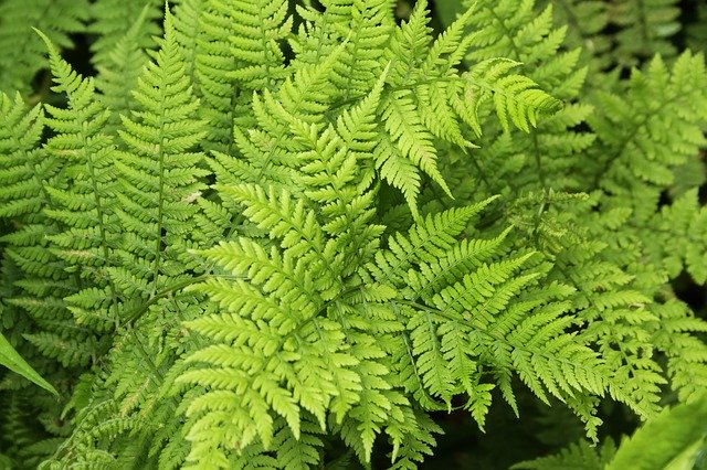 Free download Ferns Green Woods -  free photo or picture to be edited with GIMP online image editor