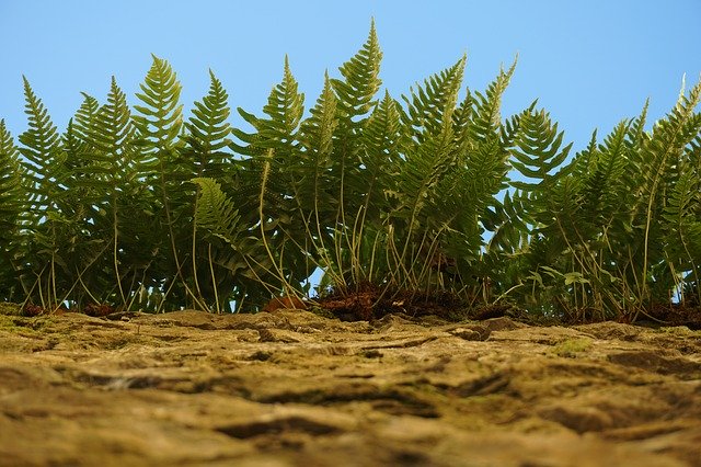 Free download Ferns Nature Plants -  free photo or picture to be edited with GIMP online image editor