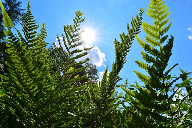 Free download Ferns Plant Green -  free photo or picture to be edited with GIMP online image editor