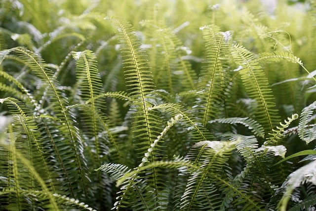 Free download ferns plants nature green leaves free picture to be edited with GIMP free online image editor