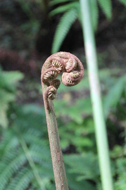 Free download Fern Spring Green -  free photo or picture to be edited with GIMP online image editor