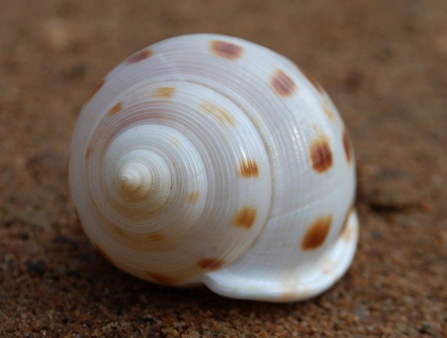 Free download Fibonacci Spiral Seashell -  free photo or picture to be edited with GIMP online image editor