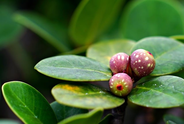 Free download ficus montana fruit plant leave free picture to be edited with GIMP free online image editor