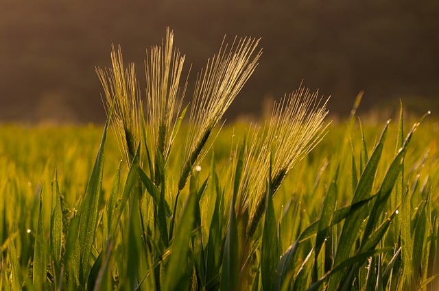 Free download field agriculture grain barley free picture to be edited with GIMP free online image editor