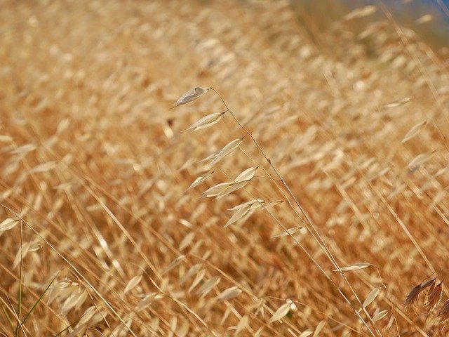 Free download Field Autumn Grass -  free photo or picture to be edited with GIMP online image editor