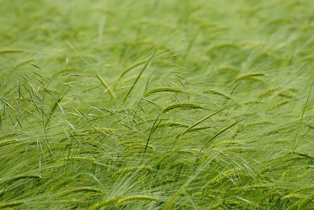 Free download field barley agriculture free picture to be edited with GIMP free online image editor