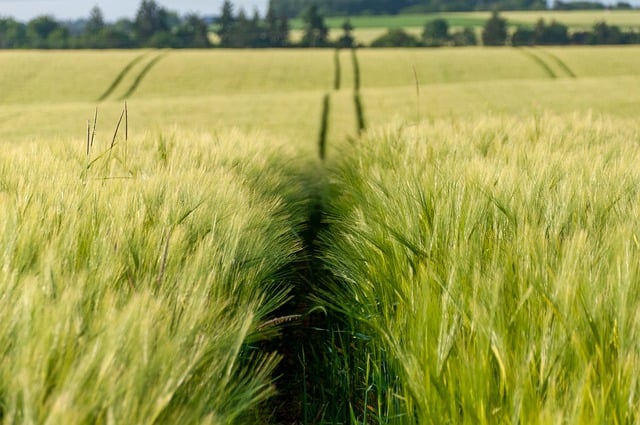 Free download field barley agriculture harvest free picture to be edited with GIMP free online image editor