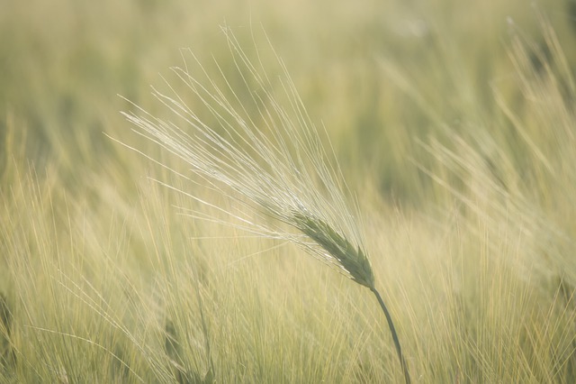 Free download field beautiful nature cultivation free picture to be edited with GIMP free online image editor