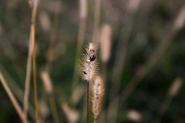 Free download Field Bee Insects -  free photo or picture to be edited with GIMP online image editor