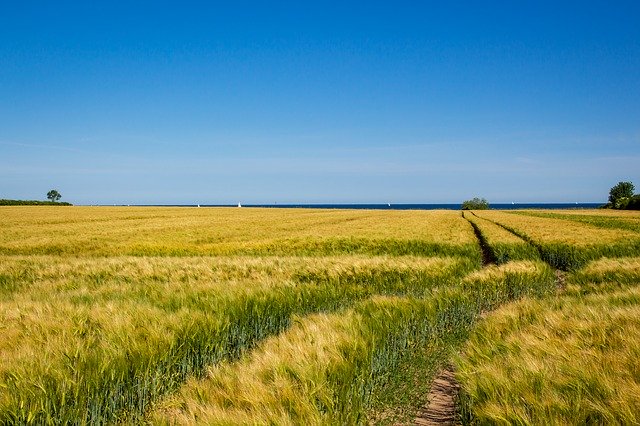 Free download Field Cereals Sky -  free photo or picture to be edited with GIMP online image editor