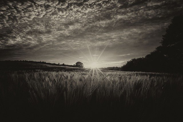 Free download Field Cornfield Black And White -  free photo or picture to be edited with GIMP online image editor