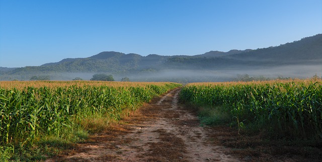 Free download field corn mist fog morning free picture to be edited with GIMP free online image editor