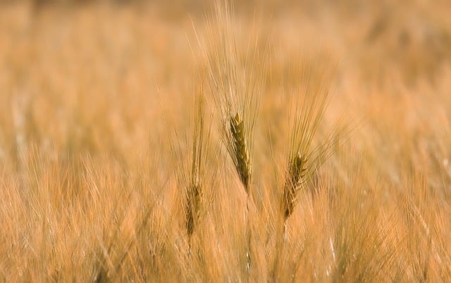 Free download field cultivation beautiful nature free picture to be edited with GIMP free online image editor