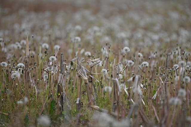 Free download Field Dandelion Meadow -  free photo or picture to be edited with GIMP online image editor