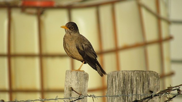 Free download Fieldfare Ave Birds -  free photo or picture to be edited with GIMP online image editor