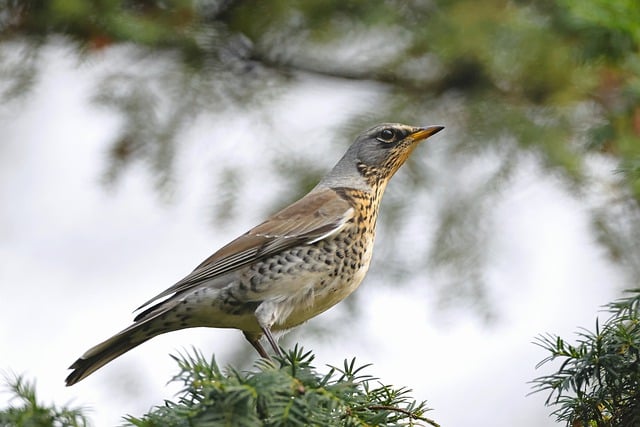 Free download fieldfare bird animal wildlife free picture to be edited with GIMP free online image editor