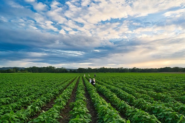 Free download field farmer crops sunset free picture to be edited with GIMP free online image editor