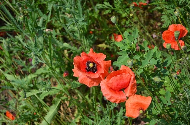 Free download Field Flower Red -  free photo or picture to be edited with GIMP online image editor