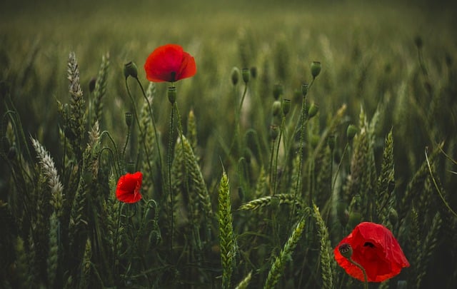 Free download field flowers poppies wheat free picture to be edited with GIMP free online image editor