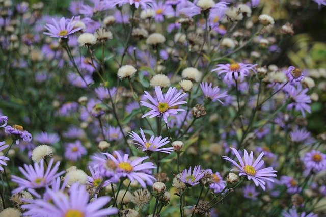 Free download Field Flowers Purple -  free photo or picture to be edited with GIMP online image editor