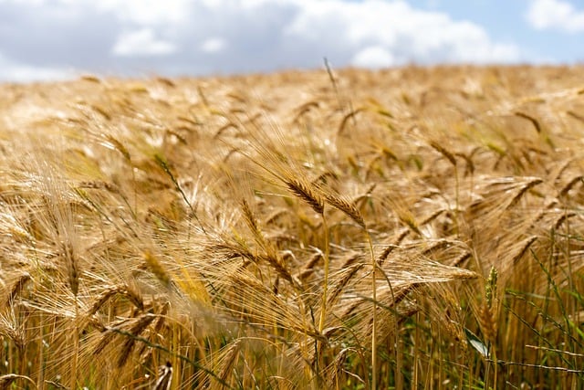 Free download field grain agriculture barley free picture to be edited with GIMP free online image editor