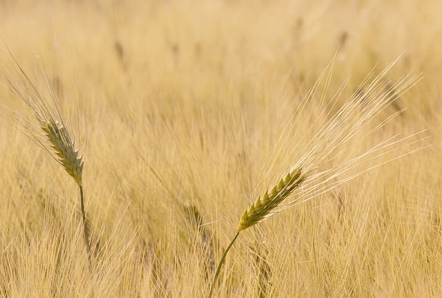 Free download field grain nature landscape free picture to be edited with GIMP free online image editor