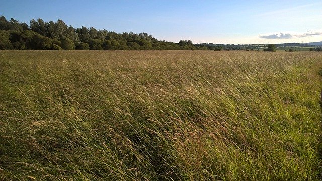 Free download Field Grass Meadow -  free photo or picture to be edited with GIMP online image editor