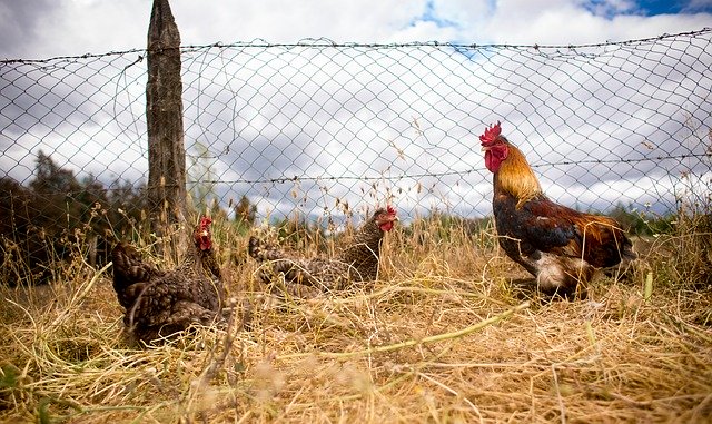 Free download Field Hens Nature -  free photo or picture to be edited with GIMP online image editor