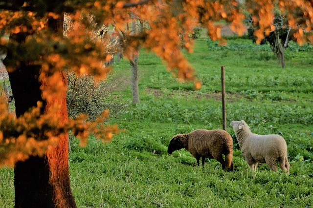 Free download Field Herb Sheep -  free photo or picture to be edited with GIMP online image editor