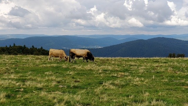 Free download Field Mountain Cows -  free photo or picture to be edited with GIMP online image editor