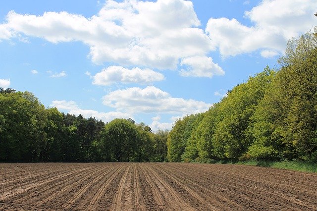 Free download Field Nature Edge Of The Woods -  free photo or picture to be edited with GIMP online image editor