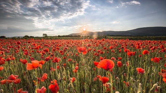 Free download Field Of Poppies Sunset Nature -  free photo or picture to be edited with GIMP online image editor