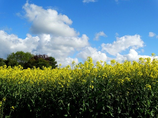 Free download Field Of Rapeseeds Oilseed Rape -  free photo or picture to be edited with GIMP online image editor